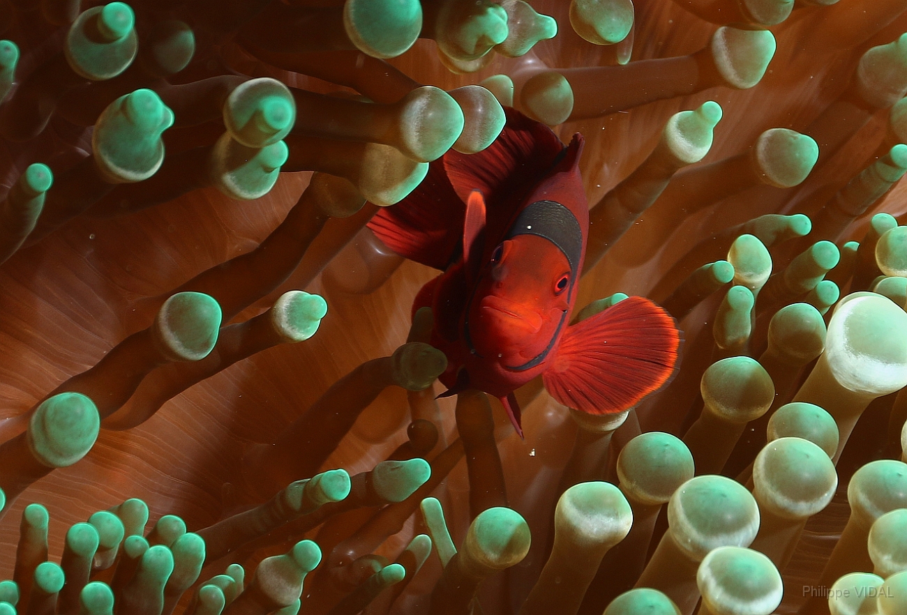 Raja Ampat 2016 - Premnas biaculeatus - Spinecheek Anemonefish - Poisson clown a joues epineuses - IMG_4608_rc.jpg